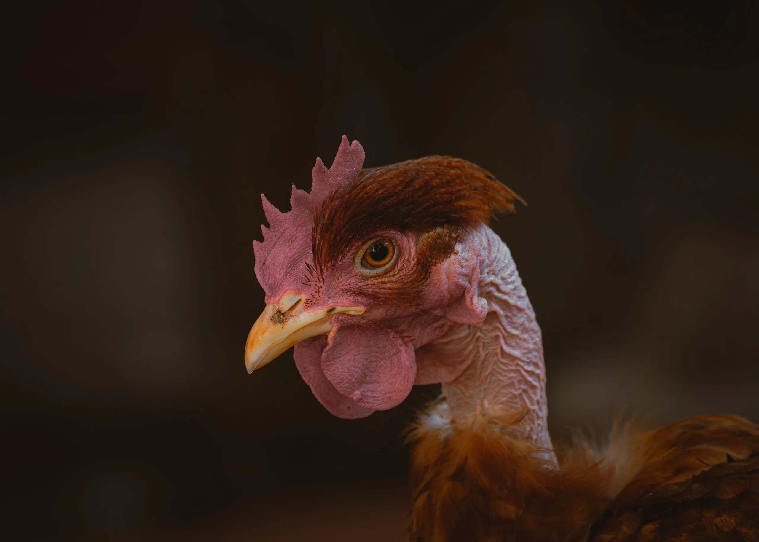Close portrait of a brown hen's head and neck against a dark background.