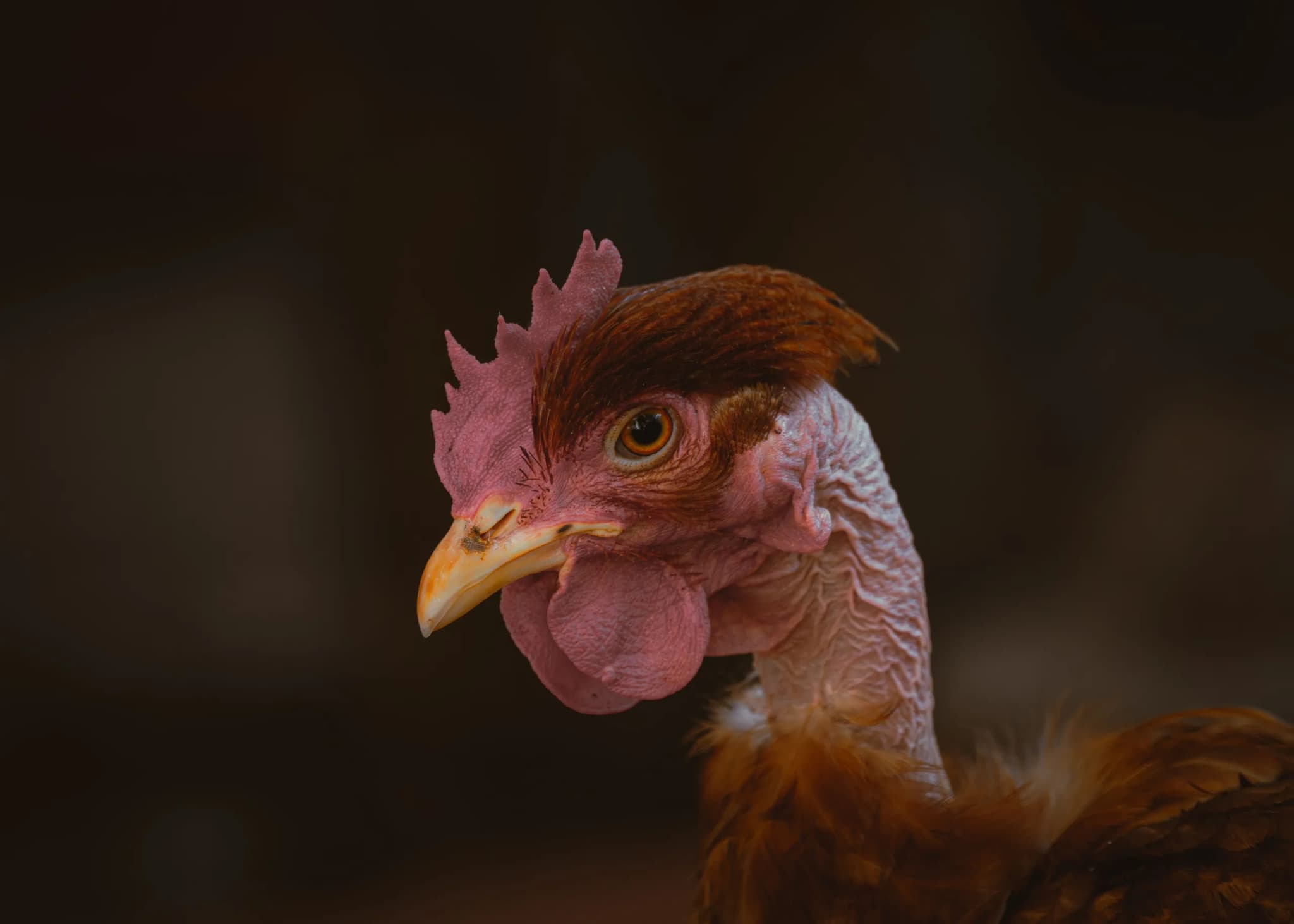 Close portrait of a brown hen's head and neck against a dark background.